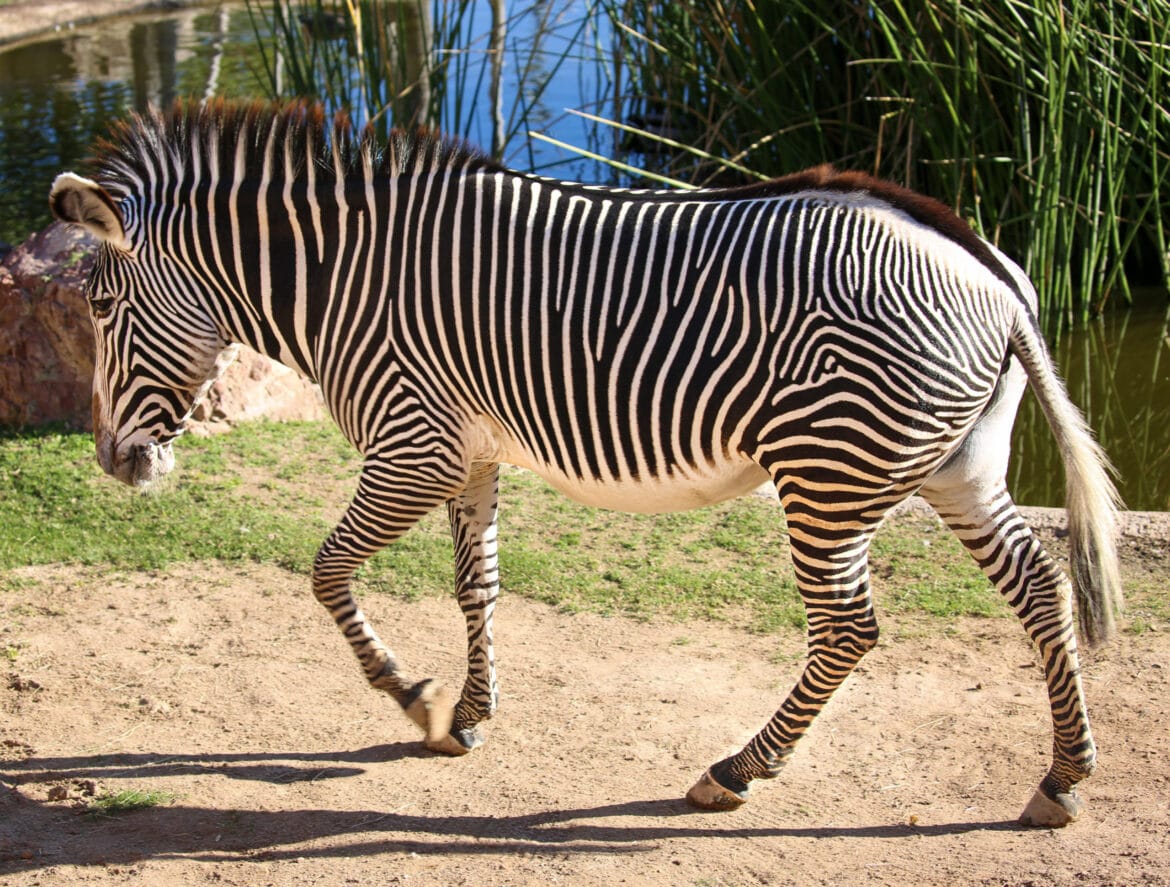ZEBRA AND DONKEY