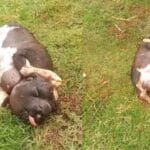 Kiromwok village in Bomet County