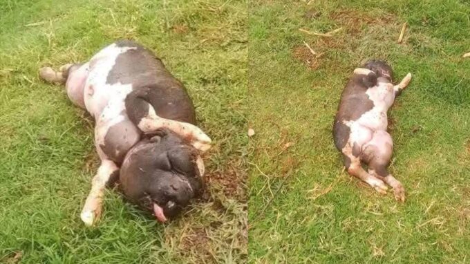 Kiromwok village in Bomet County